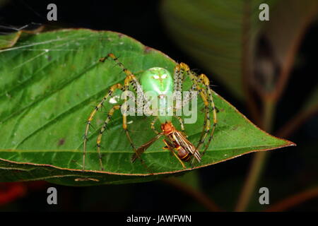 Un verde lynx spider con neonati, Peucetia viridans, depredavano su una carta wasp. Foto Stock