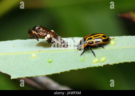 Pioppi neri americani leaf coleotteri, Chrysomela scripta, a Willow. Foto Stock