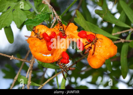 Vespe mangiando un balsamo da apple, Momordica charantia. Foto Stock