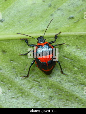 Un dispositivo di ancoraggio di predatori stink bug, Stiretrus anchorago, strisciando su una foglia. Foto Stock