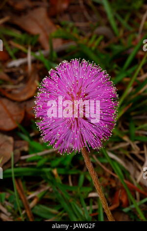 Il Sunshine mimosa, Mimosa strigillosa, ha foglie sensibili e delle brattee che si chiudono quando viene toccato. Foto Stock