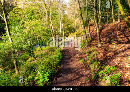 Il piccolo sentiero che corre attraverso boschi Nutclough in Hebden Bridge, Calderdale, West Yorkshire, Inghilterra, Regno Unito Foto Stock