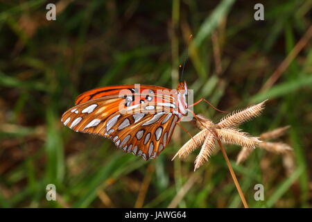 Close up di un golfo fritillary o passione butterfly, Agraulis vanillae. Foto Stock