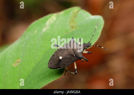 Un nero stink bug, i proxy punctulatus, su un impianto di foglia. Foto Stock