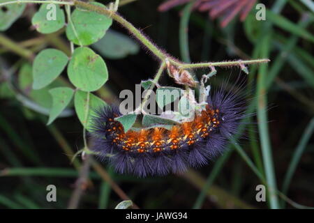 In prossimità di una palude salata caterpillar, Estigmene acrea. Foto Stock