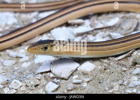 Un vetro sottile lizard, Ophisaurus attenuatus, una lucertola legless. Foto Stock