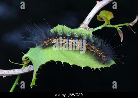 Una palude salata caterpillar, Estigmene acrea, appoggiato su una foglia. Foto Stock