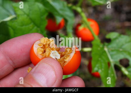 Un tropicale soda apple, Solanum viarm. Foto Stock