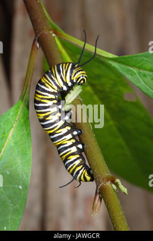 Una farfalla monarca caterpillar, Danus plexippus, striscia su un impianto di stelo. Foto Stock