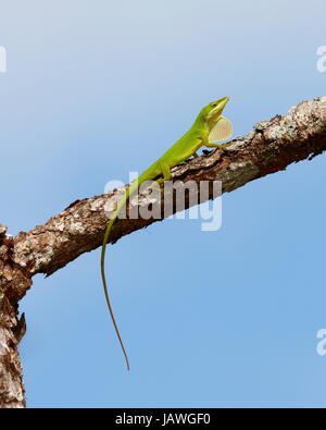 Un verde anole, Anolis carolinensis, appoggiato su un ramo di albero. Foto Stock