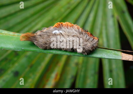 Close up di un southern puss caterpillar, Megalopyge opercularis. Foto Stock