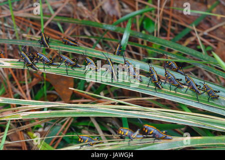 Gomma grasshopper ninfe, Romalia guttata, emergono dal suolo in grandi gruppi. Foto Stock