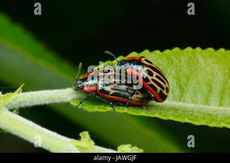 Pioppi neri americani leaf coleotteri, Chrysomela scripta, a Willow. Foto Stock