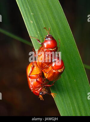 Può coleotteri, specie Phyllophaga, accoppiamento. Foto Stock