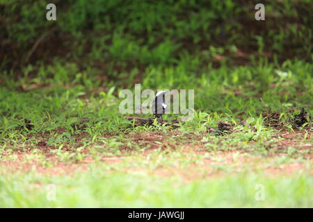 Arnot's chat (Myrmecocichla arnotti) in Zambia Foto Stock