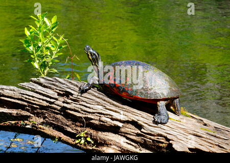 Una Florida rosso cooter panciuto, Pseudemys nelsoni. Foto Stock