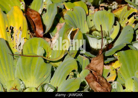 Un verde anole, Anolis carolinensis, su di un impianto. Foto Stock