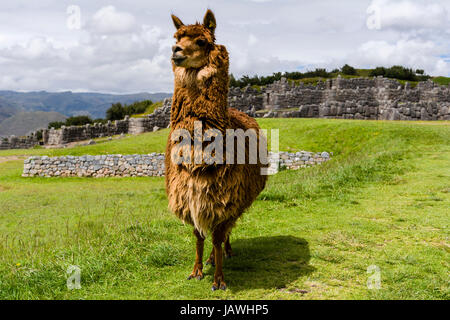 La lana morbida di una lama in le antiche rovine di una cittadella Inca. Foto Stock