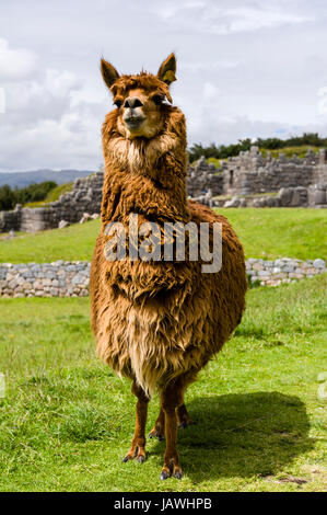 La lana morbida di una lama in le antiche rovine di una cittadella Inca. Foto Stock