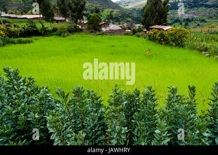 Un campo di quinoa nelle Ande un villaggio di montagna. Foto Stock