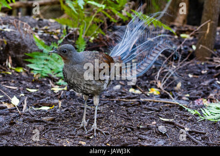 Un superbo maschio Lyrebird foraggio per gli insetti sul pavimento di foresta understorey. Foto Stock