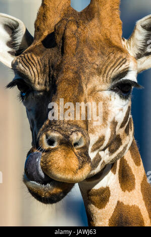 Una giraffa con la sua lunga lingua a leccare e pulire la sua narice. Foto Stock