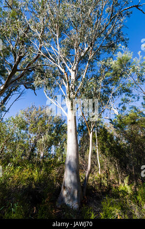 Un Queensland Blue Gum eucalipto in una gomma di espettorato foresta. Foto Stock