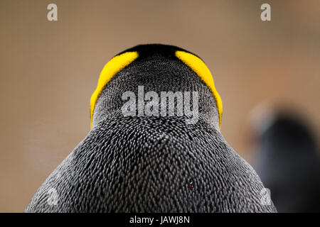Colore giallo-arancione della testa e del collo giù piumaggio su un pinguino reale. Foto Stock