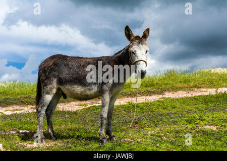 Un mulo in piedi su una collina nelle montagne delle Ande. Foto Stock