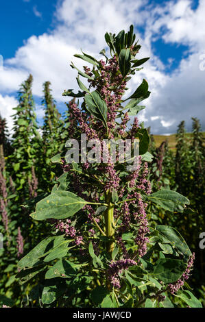 Un campo di quinoa in un agriturismo nelle montagne delle Ande. Foto Stock