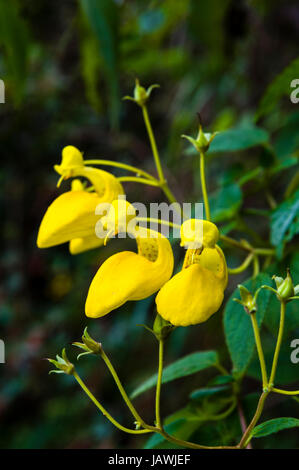 Un giallo brillante pantofola andina fiore. Foto Stock