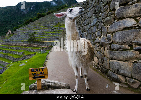 Un Lama esplora le antiche rovine Inca di Macchu Picchu accanto a un segnale di uscita a. Foto Stock