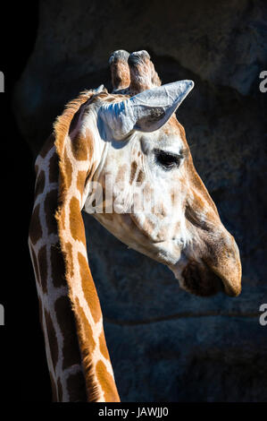 Una giraffa girando la testa sul suo lungo collo per ascoltare con le sue orecchie avviso. Foto Stock