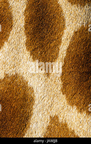 Il traliccio Mosaico pattern di pelliccia sulla pelle di una giraffa collo. Foto Stock