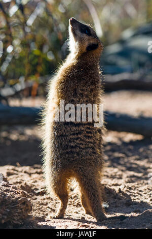 Un Meerkat di pattuglia cerca il cielo per gli uccelli rapaci e predatori. Foto Stock