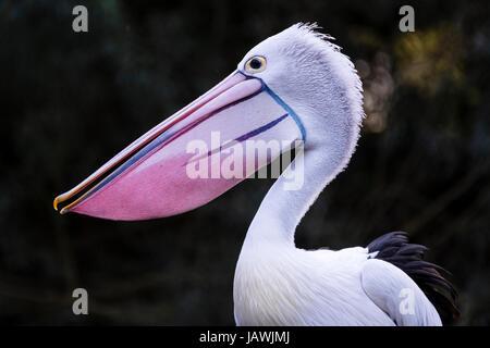 La rosa di carne di un pellicano australiano bill. Foto Stock