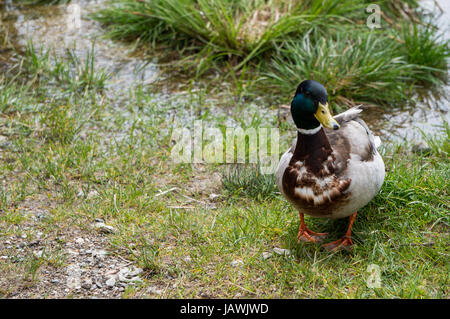 Close-up di Drake Foto Stock