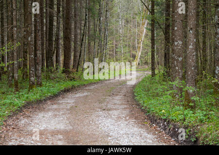A broad path through a forest Foto Stock
