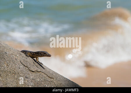 Monitor lizard in appoggio su di una roccia Foto Stock