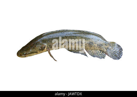 Pesci di acqua dolce isolato su sfondo bianco,Spotted snakehead nomi comuni specie Foto Stock