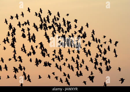 Comportamento di floccaggio in uccelli di sera Foto Stock