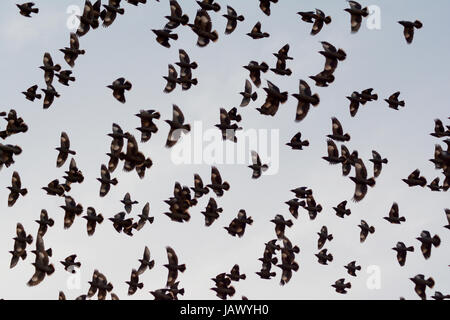 Comportamento di floccaggio in uccelli di sera Foto Stock