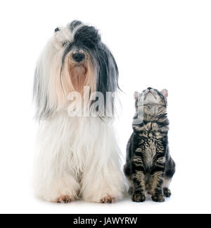 Tibetan Terrier e gattino davanti a uno sfondo bianco Foto Stock