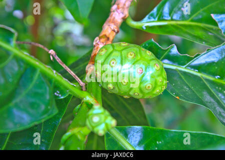 Acerbi e mature grande Morinda su albero in giardino Foto Stock