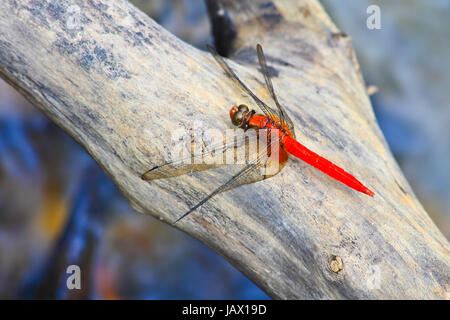 Libellula rossa sul ramo di albero nella natura selvaggia Foto Stock