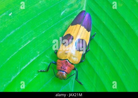 Gli insetti sulla foglia dalla Thailandia, METALLIZZATE LEGNO-noioso beetle, buprestidae Foto Stock