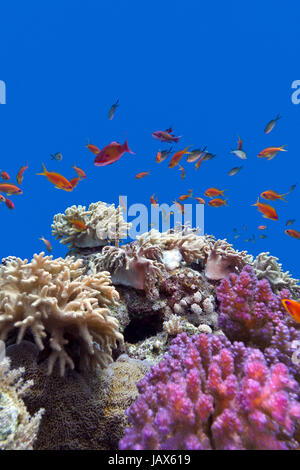 Coral reef con morbido e coralli duri con pesci esotici anthias sul fondo del mare tropicale blu su fondo di acqua Foto Stock