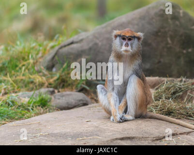 Patas Monkey - noto anche come il Wadi scimmia o ussaro monkey Foto Stock