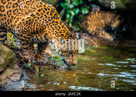 Inquadratura ravvicinata di un giovane Jaguar cat acqua potabile Foto Stock