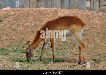 Lechwe marrone alimentazione antilope sull'erba. Animali erbivori. Foto Stock